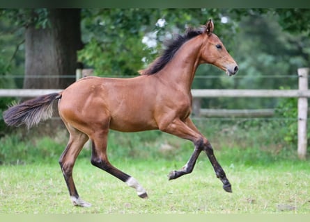 Hannoveraan, Merrie, veulen (03/2024), 170 cm, Bruin