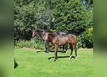 Hannoveraan, Merrie, veulen (03/2024), 170 cm, Bruin