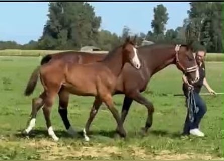 Hannoveraan, Merrie, Veulen (04/2026), 170 cm, Bruin