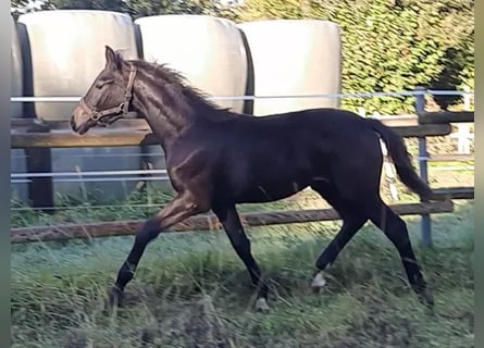 Hannoveraan, Merrie, veulen (05/2023), 170 cm, Donkerbruin