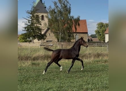 Hannoveraan, Merrie, Veulen (04/2026), 170 cm, Donkerbruin