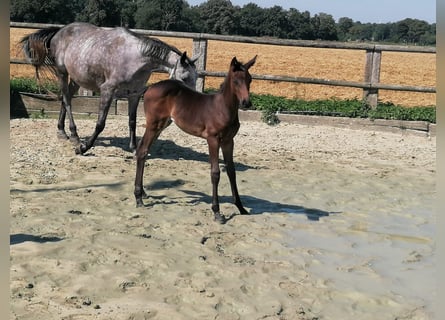 Hannoveraan, Merrie, veulen (06/2024), 170 cm, Donkerbruin