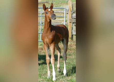 Hannoveraan, Merrie, Veulen (06/2025), 170 cm, Donkere-vos