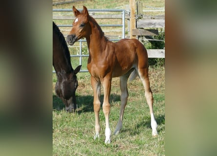 Hannoveraan, Merrie, Veulen (06/2025), 170 cm, Donkere-vos