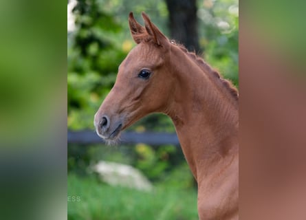 Hannoveraan, Merrie, veulen (05/2024), 170 cm, Donkere-vos