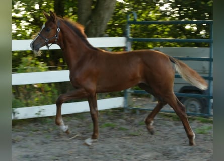 Hannoveraan, Merrie, veulen (03/2024), 170 cm, Donkere-vos