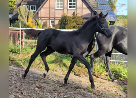 Hannoveraan, Merrie, veulen (06/2024), 170 cm, Zwart