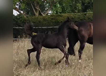 Hannoveraan, Merrie, veulen (04/2024), 170 cm, Zwartbruin