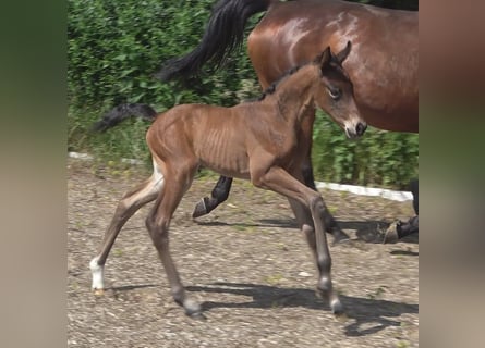 Hannoveraan, Merrie, veulen (06/2024), 172 cm, Bruin