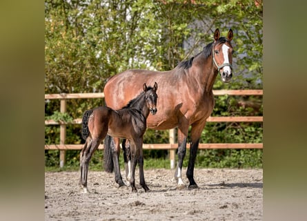 Hannoveraan, Merrie, , 172 cm, Donkerbruin