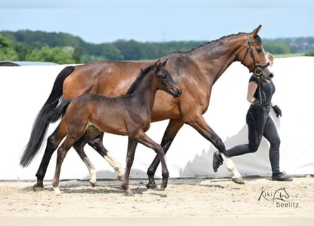 Hannoveraan, Merrie, Veulen (04/2025), 172 cm, Donkerbruin