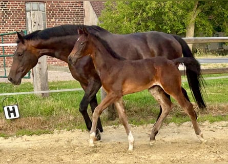 Hannoveraan, Merrie, Veulen (06/2026), 172 cm, Zwart