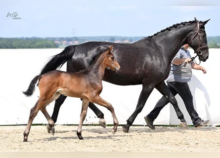 Hannoveraan, Merrie, veulen (04/2024), 174 cm, Bruin