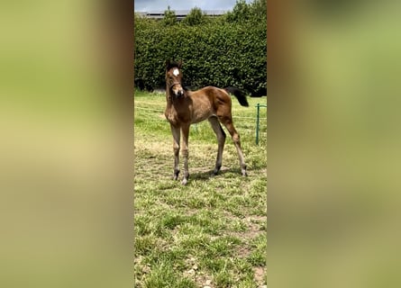 Hannoveraan, Merrie, , 174 cm, Roodbruin