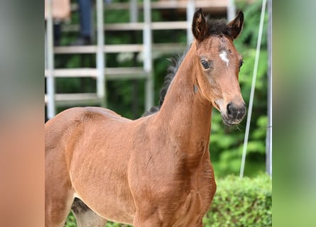 Hannoveraan, Merrie, veulen (06/2024), Bruin