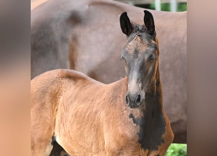 Hannoveraan, Merrie, veulen (05/2024), Bruin