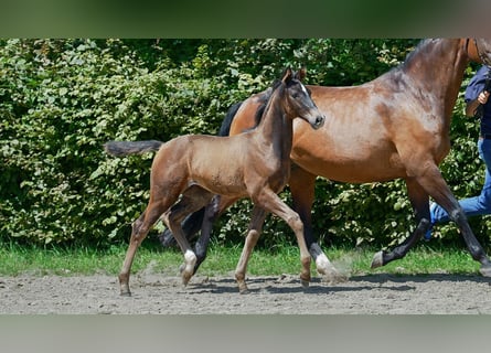 Hannoveraan, Merrie, veulen (01/2024), Bruin