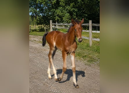 Hannoveraan, Merrie, Veulen (05/2026), Bruin