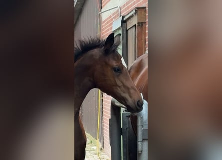 Hannoveraan, Merrie, Veulen (04/2026), Bruin
