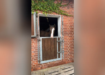 Hannoveraan, Merrie, Veulen (04/2025), Bruin