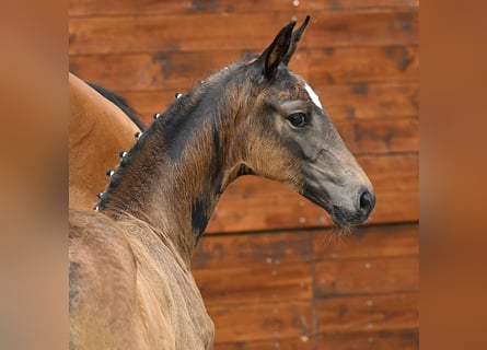 Hannoveraan, Merrie, Veulen (05/2025), Donkerbruin