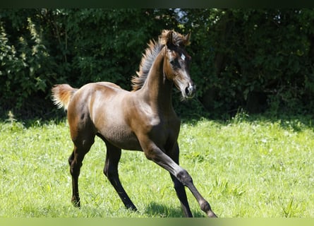 Hannoveraan, Merrie, veulen (03/2024), Donkere-vos