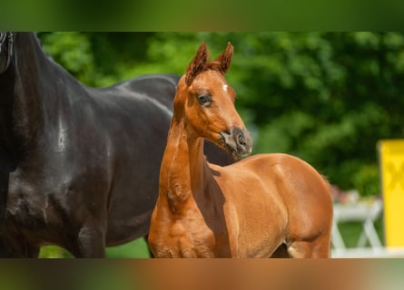 Hannoveraan, Merrie, veulen (03/2024), Donkere-vos