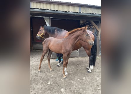 Hannoveraan, Merrie, Veulen (05/2025), Donkere-vos