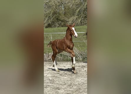 Hannoveraan, Merrie, Veulen (04/2026), Donkere-vos
