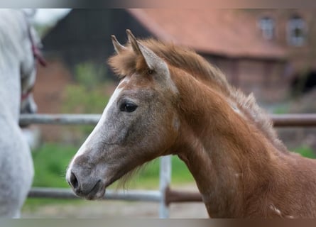 Hannoveraan, Merrie, veulen (02/2023), kan schimmel zijn
