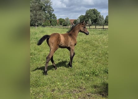 Hannoveraan, Merrie, Veulen (04/2026), kan schimmel zijn