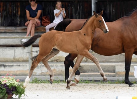 Hannoveraan, Merrie, veulen (06/2024)