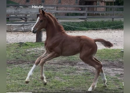 Hannoveraan, Merrie, , Vos