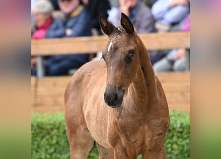 Hannoveraan, Merrie, veulen (05/2024), Zwartbruin