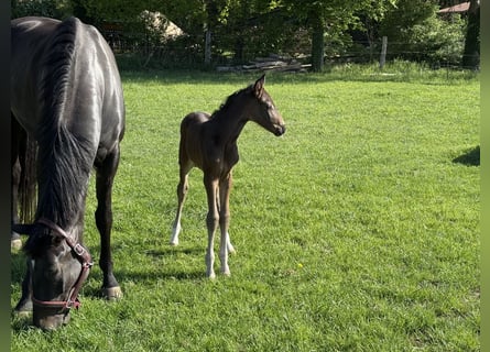 Hannoveraan, Merrie, , Zwartbruin