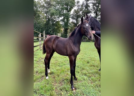 Hannoveraan, Merrie, veulen (05/2024), Zwartbruin