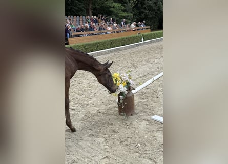 Hannoveraan, Merrie, , Zwartbruin