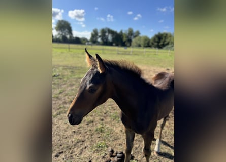 Hannoveraan, Merrie, Veulen (04/2025), Zwartbruin