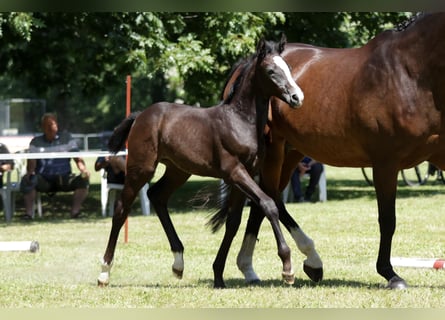 Hannoveraan, Merrie, veulen (05/2024), Zwartbruin