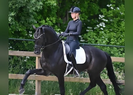Hannoveraan, Ruin, 10 Jaar, 161 cm, Zwart