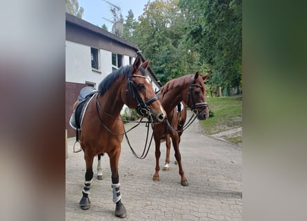 Hannoveraan, Ruin, 10 Jaar, 166 cm, Bruin