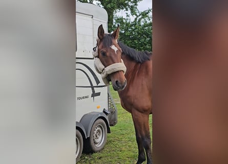 Hannoveraan, Ruin, 10 Jaar, 167 cm, Bruin