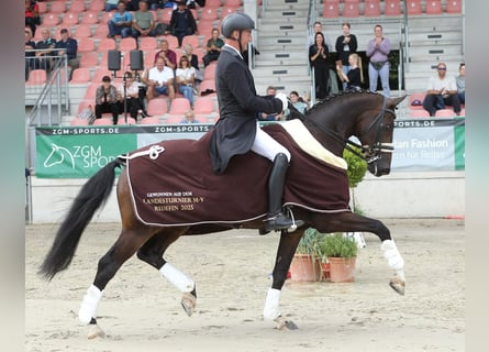 Hannoveraan, Ruin, 10 Jaar, 168 cm, Donkerbruin