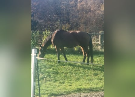 Hannoveraan, Ruin, 10 Jaar, 173 cm, Bruin