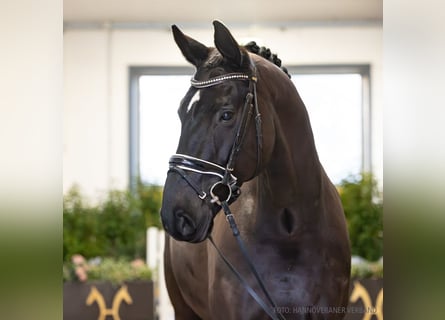 Hannoveraan, Ruin, 10 Jaar, 176 cm, Zwart