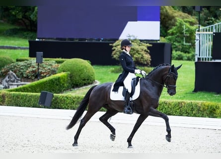 Hannoveraan, Ruin, 10 Jaar