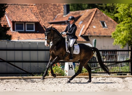 Hannoveraan, Ruin, 11 Jaar, 168 cm, Bruin