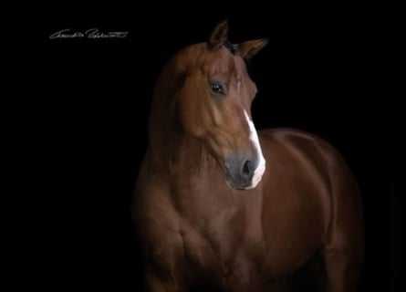 Hannoveraan, Ruin, 11 Jaar, 170 cm, Bruin