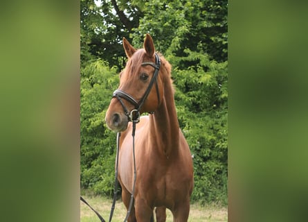 Hannoveraan, Ruin, 11 Jaar, 170 cm, Vos