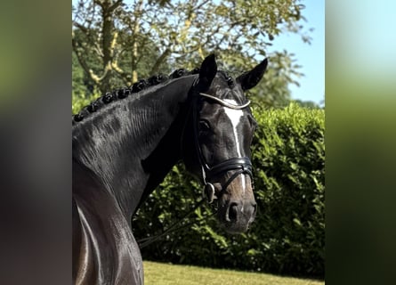 Hannoveraan, Ruin, 11 Jaar, 175 cm, Donkerbruin